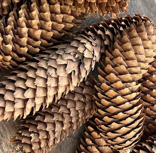 Zapfen natur – 30 Stück – Bild 4