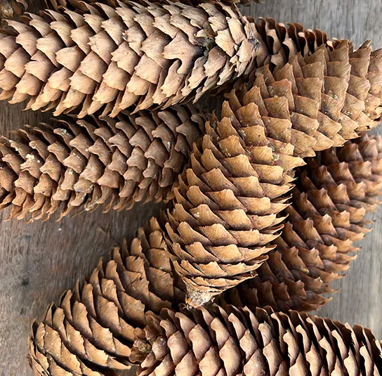 Zapfen natur – 30 Stück – Bild 5