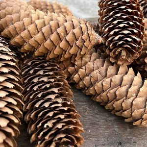 Zapfen natur – 30 Stück