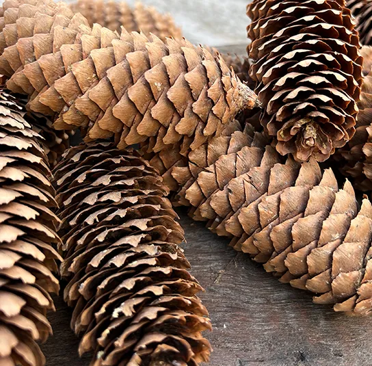 Zapfen natur – 30 Stück – Bild 2
