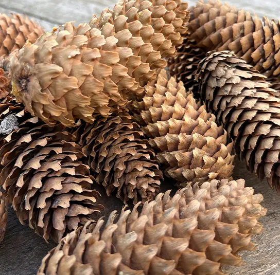 Zapfen natur – 30 Stück – Bild 3