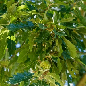 Quercus cerris – Zerreiche