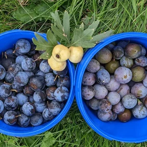 Zibarte,  seltene Urpflaume