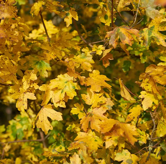 Acer campestre – Heimischer Feldahorn – Bild 4