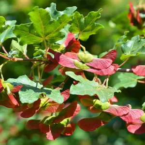 Acer campestre – Heimischer Feldahorn