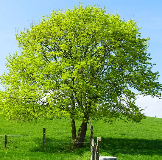 Acer campestre – Heimischer Feldahorn – Bild 3