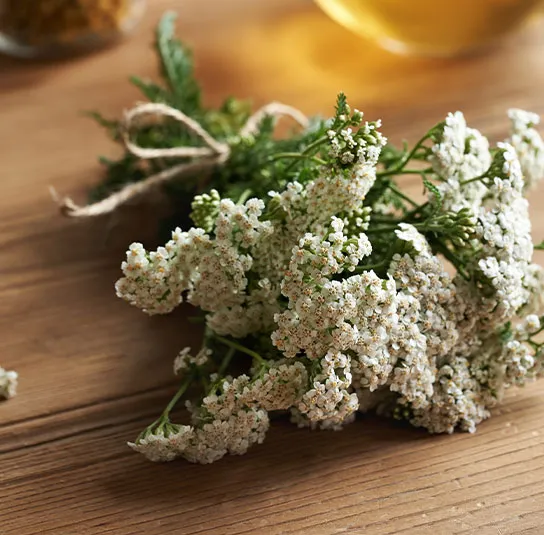 Achillea millefolium – Wiesen-Schafgarbe – Bild 3