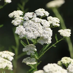 Achillea millefolium – Wiesen-Schafgarbe