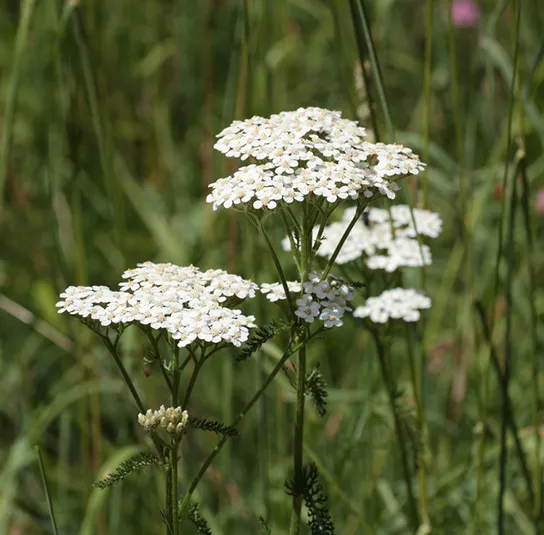 Achillea millefolium – Wiesen-Schafgarbe – Bild 7
