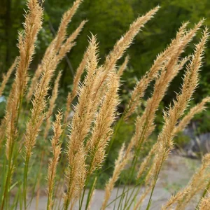 Achnatherum calamagrostis – Heimisches Silber-Ährengras