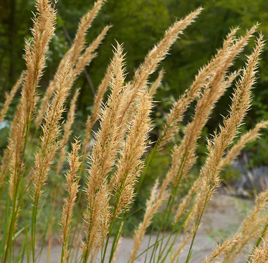 Achnatherum calamagrostis – Heimisches Silber-Ährengras – Bild 2