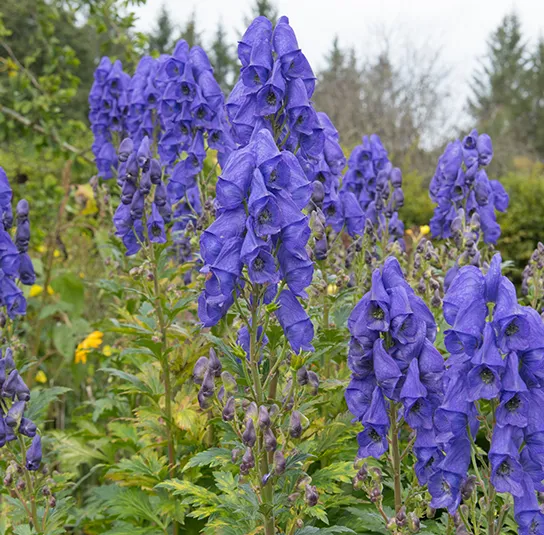 Aconitum carmichaelii ´Ardensii` – Herbst-Eisenhut, Riesen-Herbst-Eisenhut – Bild 5