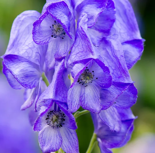 Aconitum carmichaelii ´Ardensii` – Herbst-Eisenhut, Riesen-Herbst-Eisenhut – Bild 3
