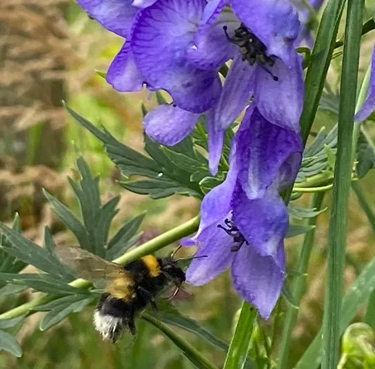 Aconitum napellus – Blauer Eisenhut – Bild 6