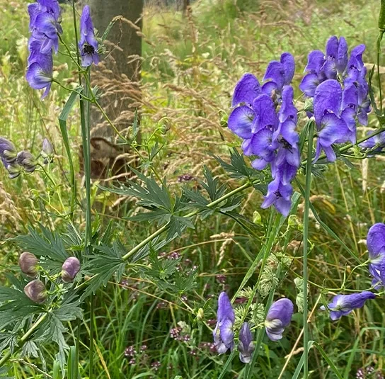 Aconitum napellus – Blauer Eisenhut – Bild 3