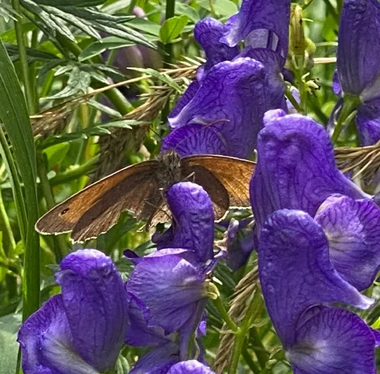 Aconitum napellus – Blauer Eisenhut – Bild 8