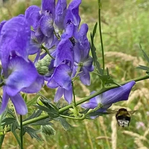 Aconitum napellus – Blauer Eisenhut