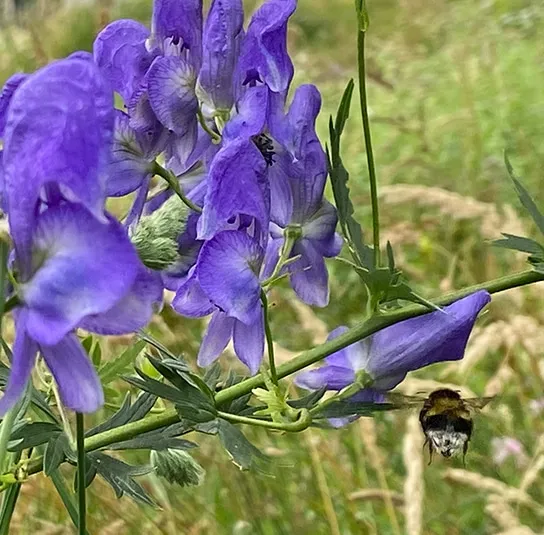 Aconitum napellus – Blauer Eisenhut – Bild 2