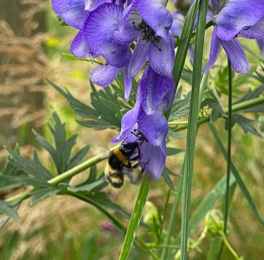 Aconitum napellus – Blauer Eisenhut – Bild 5