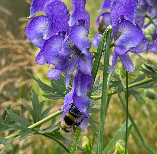 Aconitum napellus – Blauer Eisenhut – Bild 7