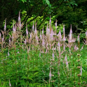 Veronicastrum Virginicum ‚Adoration‘ – Kandelaber Ehrenpreis ´Adoration`