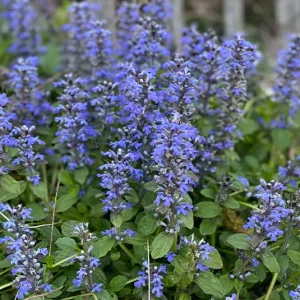 Ajuga reptans – Günsel