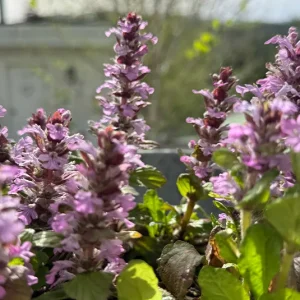 Ajuga reptans ´Rosarot` – Rosa blühender Günsel, seltene Wildform
