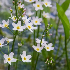 Alisma plantago-aquatica – Gewöhnlicher Froschlöffel
