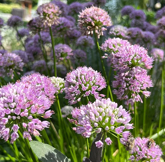 Allium montanum – Berglauch (im Topf) – Bild 3