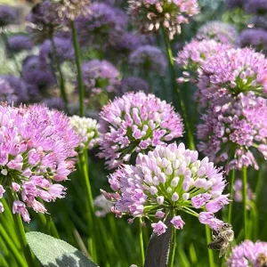 Allium montanum – Berglauch (im Topf)