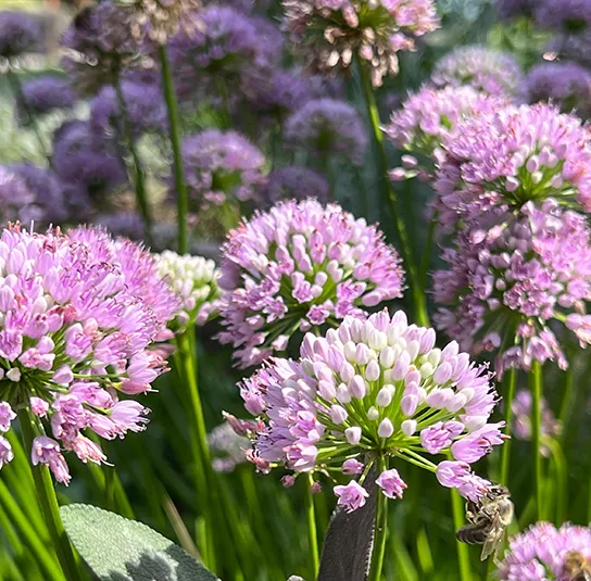 Allium montanum – Berglauch (im Topf) – Bild 2