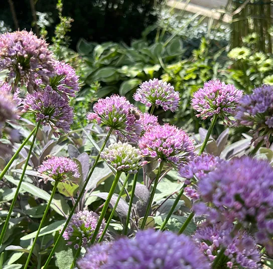 Allium montanum – Berglauch (im Topf) – Bild 6