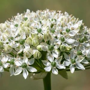 Zwiebel – 10 Stk. Allium nigrum – Schwarzer Lauch