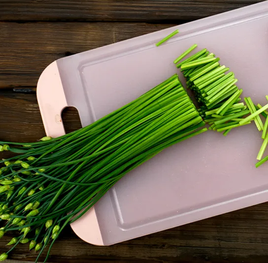 Allium tuberosum – Schnittknoblauch – Herbstblühender Knoblauch (im Topf) – Bild 4