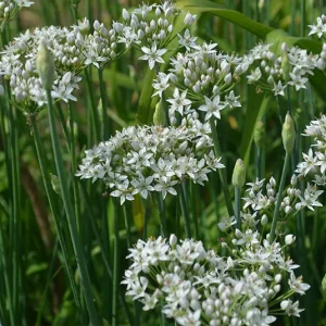Allium tuberosum – Schnittknoblauch – Herbstblühender Knoblauch (im Topf)