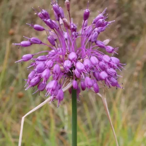 Allium carinatum – Kiel-Lauch (im Topf)