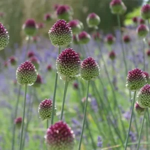 Allium sphaerocephalon  – Kugellauch (im Topf)