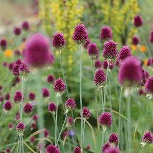 Zwiebel Allium sphaerocephalon – Kugellauch