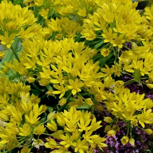 Zwiebel Allium moly – Gold-Lauch