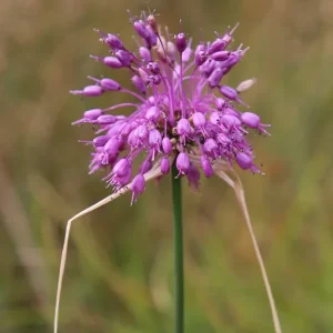 Zwiebel – 5 Stk. Allium carinatum – Kiel-Lauch