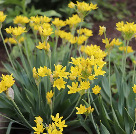 Allium moly – Gold-Lauch (im Topf)