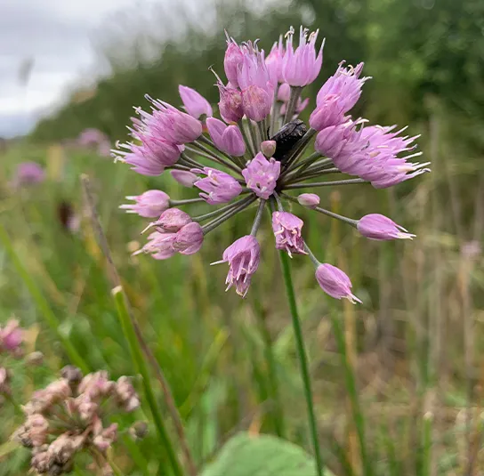 Allium montanum – Berglauch (im Topf) – Bild 9