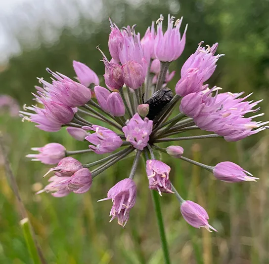 Allium montanum – Berglauch (im Topf) – Bild 4