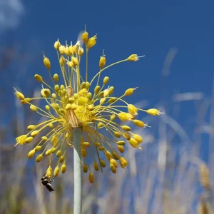 Zwiebel – 5 Stk. Allium flavum – Gelber Lauch