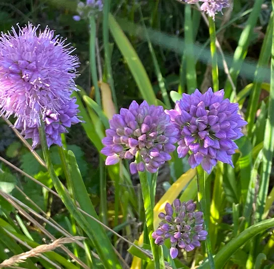 Allium montanum – Berglauch (im Topf) – Bild 5