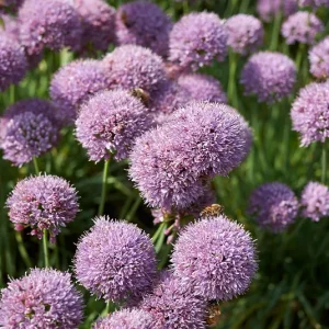 Allium senescens ‚Millenium‘ – ´Bienen-Berglauch` Millenium