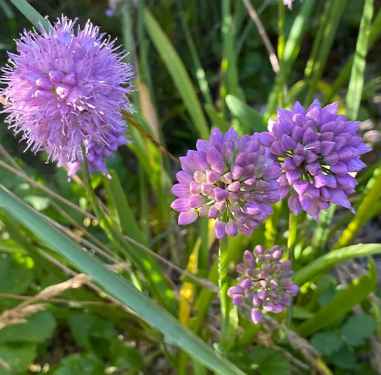 Allium montanum – Berglauch (im Topf) – Bild 7