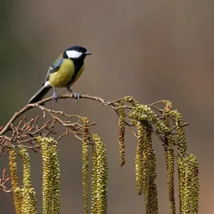 Alnus glutinosa – Schwarzerle, Schwarz-Erle
