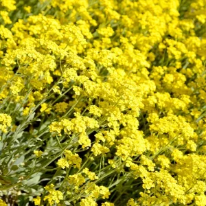 Alyssum montanum – Berg-Steinkraut