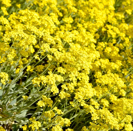 Alyssum montanum – Berg-Steinkraut